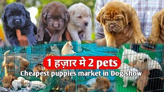 1 हजार मे 2 pets with phone number  All breeds Cheapest puppies and pets market [upl. by Obrien]