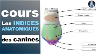 Indices anatomiques  Canines maxillaires et mandibulaires  Prothèse dentaire  Cours  © [upl. by Chak]