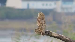 Shorteared Owl [upl. by Randolph]