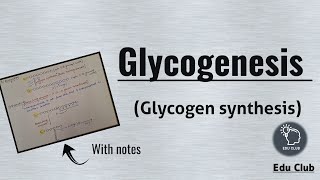 Glycogenesis  Glycogen Synthesis  Glycogen metabolism  Carbohydrate metabolism  Biochemistry [upl. by Olvan]