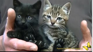 Deux petits chatons sauvés dun destin cruel [upl. by Urbain184]