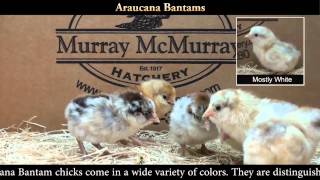 Araucana Bantam Chicks [upl. by Akimahs338]