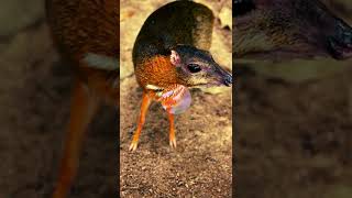 Mouse Deer ✮ The weirdest animal youve never heard of [upl. by Forrest482]