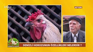 Denizli Horozları Hakkında Bilmedikleriniz  Kanatlı Alemi  Çiftçi TV [upl. by Ahsienek]