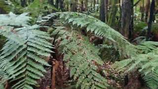 Knightia excelsa  rewarewa  NZ native tree [upl. by Yerg]