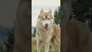 Meet the Chinook The Ultimate Adventure Dog dogfacts perfectedpets [upl. by Akemat319]