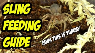 HOW TO FEED TARANTULA SLINGS [upl. by Ahsemik71]