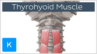 Thyrohyoid Muscle Origin and Insertion  Human Anatomy  Kenhub [upl. by Florinda577]