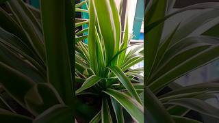 spider plant carespiderplant gardeningplantsshortfeed yputubeshortstrending subscribecomment [upl. by Idnahk]