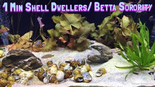 Chilling with the shell dwellers and betta sorority tank [upl. by Socem]