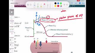 Myocardial action potential physiology cardiology 42  First Aid USMLE Step 1 in UrduHindi [upl. by Ariel]