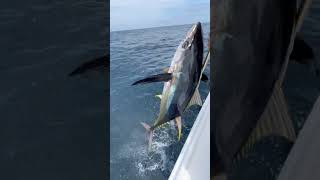 Yellowfin tuna fishing results in a hurt back fishing tuna ocean [upl. by Herrah728]