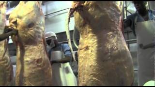 Abattoir  The slaughtering process [upl. by Ranna]