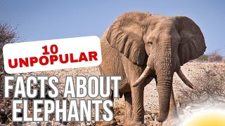 10 Unpopular Facts About Elephants  Jungle  Wild Animals  Predators  Wildlife Documentary [upl. by Ydnis288]