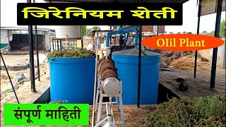 जिरेनियम शेती oil plant संपूर्ण माहिती  geranium farming destination plants [upl. by Vijar]