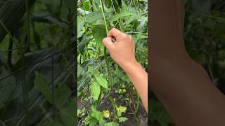 harvesting string beans from the garden shorts satisfying asmr sitaw [upl. by Loginov]