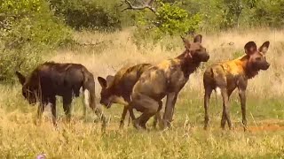 African wild dogs Lycaon pictus at Naledi CatEYE  africam  exploreorg [upl. by Etteoj]