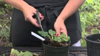 How to Grow Streptocarpus [upl. by Woodcock663]