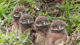 May 2013 Burrowing Owl Update [upl. by Ecidna]