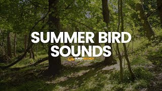 Bird Sounds  Nature Birds Noises  Royalty Free Sound Effect [upl. by Ardnohsal]