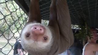 A Day at Costa Rica Animal Rescue Center in 1 Minute [upl. by Novonod]