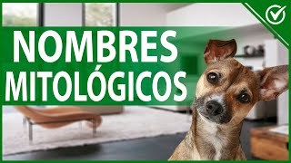 🐶 Nombres Mitológicos para Perros y Perras con Significado 🐶🏛 [upl. by Margarete]