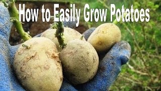 How to Successfully Grow Potatoes  Organic Vegetable Gardening [upl. by Placeeda283]