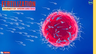 Fertilization From conception to Life biology cell dna [upl. by Lapotin]