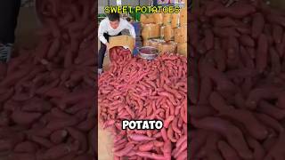 The Best Types of Sweet Potatoes to Grow Shorts Viral VideoShortsViral [upl. by Sarajane]