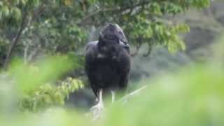 Black Vulture in Costa Rica [upl. by Laughlin515]