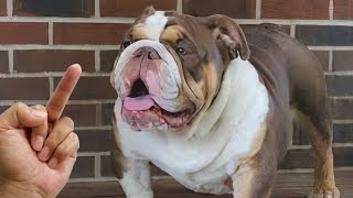 Are Dog Really Hates Being Flipped Off  Funny Dog Reactions  Cool Pets [upl. by Clarise33]