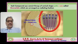 Structure Of OMMATIDIUM  zoology for all by Suresh [upl. by Eirovi]