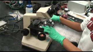 Onion Plasmolysis Experiment [upl. by Porush]