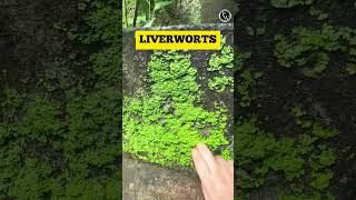 Lets Learn About the Bryophytes Around Us 🔥🔥 Shorts PWKannada [upl. by Raybourne]