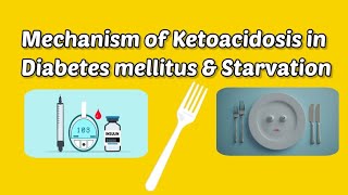 Mechanism of Ketoacidosis in Diabetes mellitus and Starvation biochemistry starvation diabetes [upl. by Akienaj]