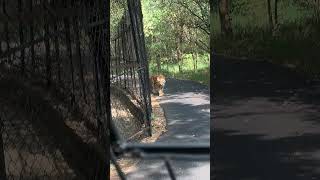 Travel Moments  Tiger from Bannerghatta National Park [upl. by Gnus]