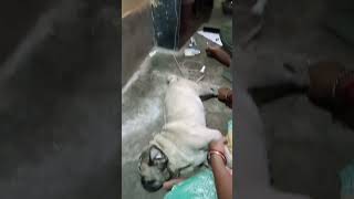 highlightseveryone reelsvideo reelschallenge shortvideo video treatment animallover dogl [upl. by Laith]