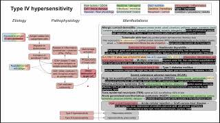 Type IV hypersensitivity mechanism of disease [upl. by Peggie]