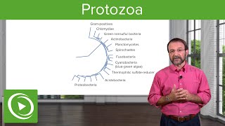 Protozoa Definition amp Types of Microbes – Microbiology  Lecturio [upl. by Tita316]