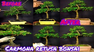 How to make bonsaiFukien teaCarmona Retusa bonsai tree Pruning and repotting Carmona Retusa [upl. by Amar]