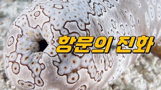 항문은 왜 나타나게 됐을까｜항문이 여러 개인 동물도 있을까 [upl. by Joab]