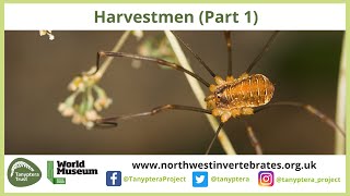 UK Harvestmen Part 1 [upl. by Asilim267]