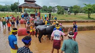 Kambala Start Koti Chennaya Kambala Gadde Mangalore 2024 [upl. by Llenehs]