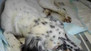 Alfie English Setter with dyspnoea due to lungworm infection [upl. by Sykleb788]