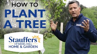 Stauffers of Kissel Hill  How to Properly Plant a Tree in your Backyard [upl. by Tatianna]