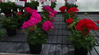 Pelargonium Zonale Sunrise® assortment 20202021 [upl. by Ennovyhs]