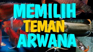 Ikan yang cocok di gabung dengan ikan arwana [upl. by Koetke]