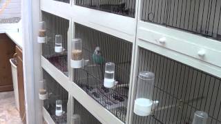 Bird Breeding Cages [upl. by Anne235]