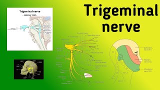 Trigeminal Nerve  Motor and Sensory Nuclei Pathway Jaw Jerk Reflex [upl. by Salahi675]