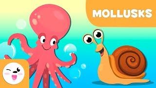 Mollusks for kids  Invertebrate animals  Science for kids [upl. by Naamana]